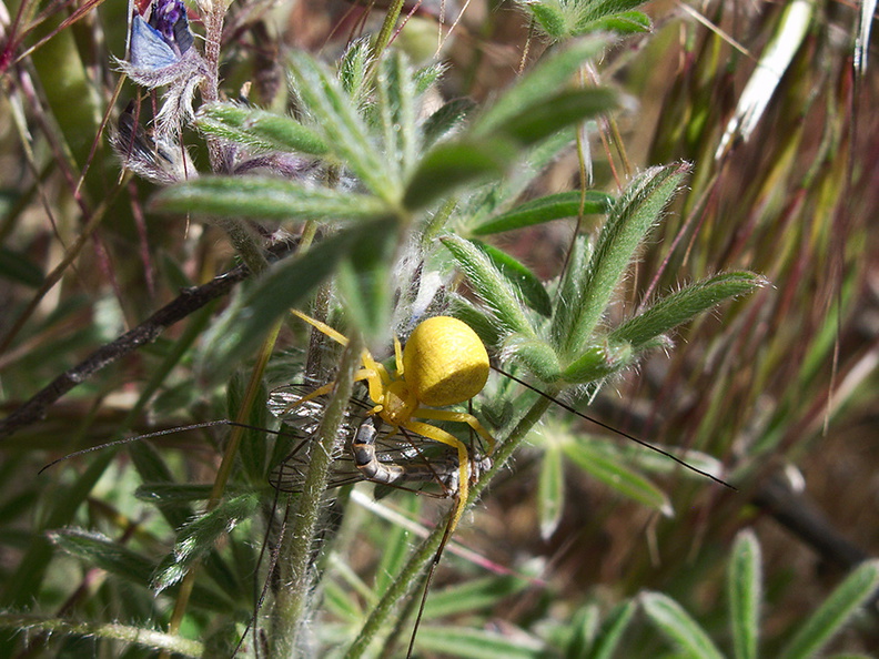 yellow-flower-spider-on-lupine-Gorman-Post-Rd-2010-04-23-IMG_4443.jpg