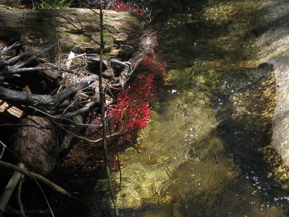 Alnus-alder-red-roots-in-stream-Sheep-Creek-2008-07-26-IMG 0963