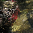 Alnus-alder-red-roots-in-stream-Sheep-Creek-2008-07-26-IMG 0963