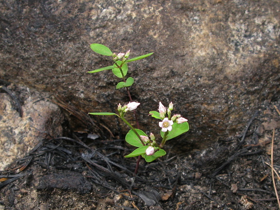 Apocynum-androsaemifolium-spreading-dogbane-burned-forest-nr-Zumwalt-2008-07-20-img 0442