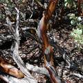 Arctostaphylos-manzanita-live-bark-dead-wood-Mist-Falls-trail-2008-07-21-img 0464