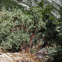 Arctostaphylos-sp-red-bark-Copper-Creek-2008-07-23-IMG 0768