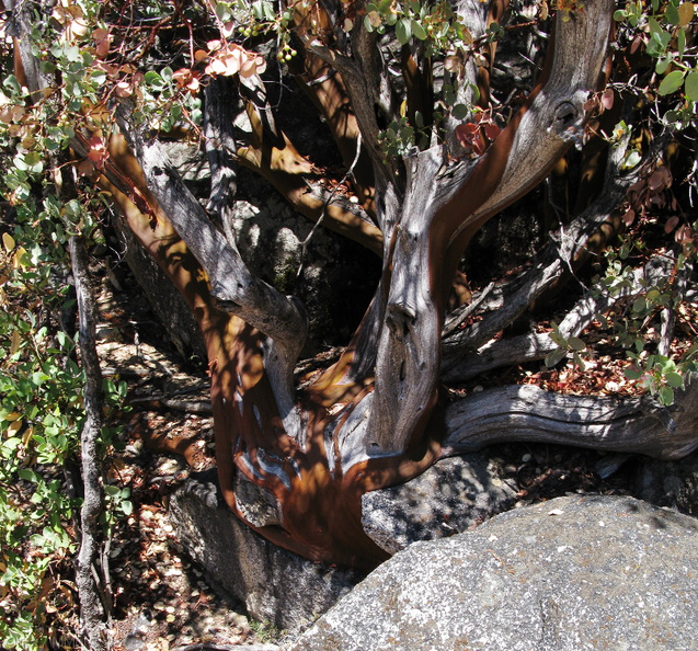 Arctostaphylos-sp-tree-live-bark-dead-wood-Copper-Creek-Bubbs-2008-07-23-IMG_0723.jpg