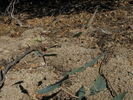 Asclepias-sp-milkweed-in-fruit-2008-07-23-IMG 0766