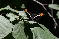 California-sister-butterfly-Adelphia-bredowii-Redwood-Canyon-2008-07-24-CRW 7667