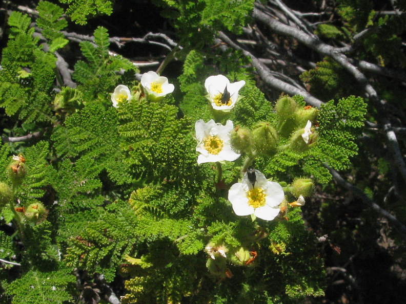 Chamaebatis-foliolosa-mountain-misery-Lewis-Creek-2008-07-25-IMG 0941