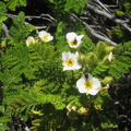 Chamaebatis-foliolosa-mountain-misery-Lewis-Creek-2008-07-25-IMG 0941