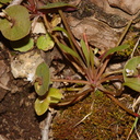 Claytonia-perfoliata-miners-lettuce-Mist-Falls-trail-2008-07-21-CRW 7543