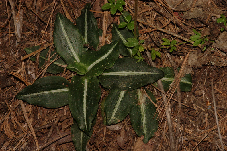 Goodyera-oblongifolia-rattlesnake-plantain-Redwood-Canyon-2008-07-24-CRW 7656