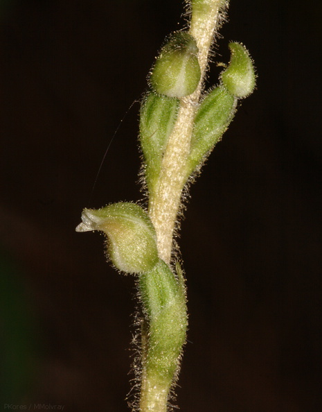 Goodyera-oblongifolia-rattlesnake-plantain-Redwood-Canyon-2008-07-24-CRW_7660.jpg