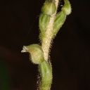 Goodyera-oblongifolia-rattlesnake-plantain-Redwood-Canyon-2008-07-24-CRW 7660