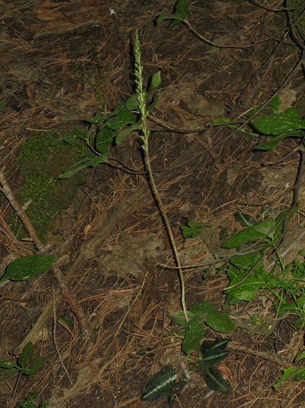 Goodyera-oblongifolia-rattlesnake-plantain-Redwood-Canyon-2008-07-24-IMG_0812.jpg