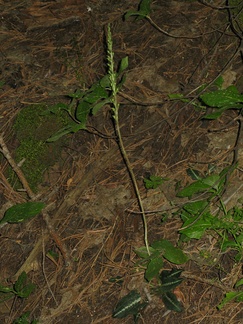 Goodyera-oblongifolia-rattlesnake-plantain-Redwood-Canyon-2008-07-24-IMG 0812