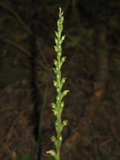 Goodyera-oblongifolia-rattlesnake-plantain-Redwood-Canyon-2008-07-24-IMG 0814