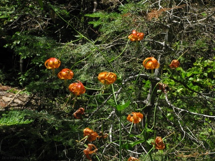 Lilium-pardalinum-leopard-lily-streamside-Redwood-Canyon-2008-07-24-IMG 0861