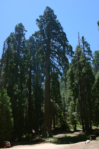 Metasequoia-glyptostroboides-Cedar-Grove-visitor-center-2008-07-24-CRW_7655.jpg