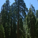 Metasequoia-glyptostroboides-Cedar-Grove-visitor-center-2008-07-24-CRW 7655