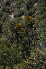 Phoradendron-mistletoe-on-Quercus-Lewis-Creek-2008-07-25-CRW 7715