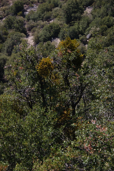 Phoradendron-mistletoe-on-Quercus-Lewis-Creek-2008-07-25-CRW_7715.jpg