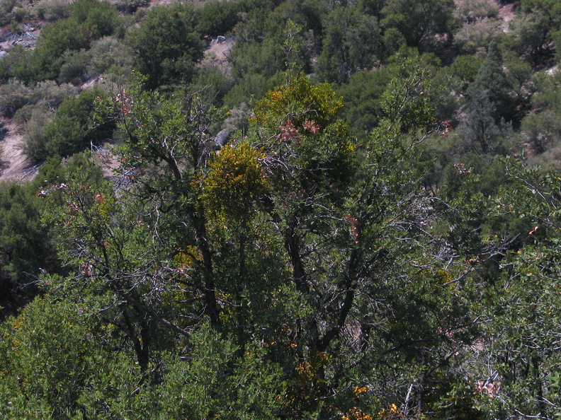 Phoradendron-mistletoe-on-Quercus-Lewis-Creek-2008-07-25-IMG_0957.jpg