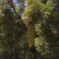 Pinus-lambertiana-sugar-pine-Copper-Creek-2008-07-23-CRW 7615