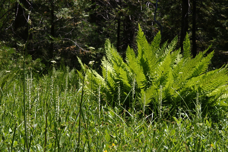 Platanthera-leucostachys-meadow-sierra-rein-orchid-Redwood-Canyon-2008-07-24-CRW 7684