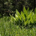 Platanthera-leucostachys-meadow-sierra-rein-orchid-Redwood-Canyon-2008-07-24-CRW_7684.jpg