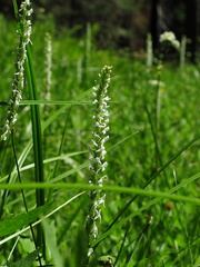 Platanthera-leucostachys-meadow-sierra-rein-orchid-Redwood-Canyon-2008-07-24-IMG 0889
