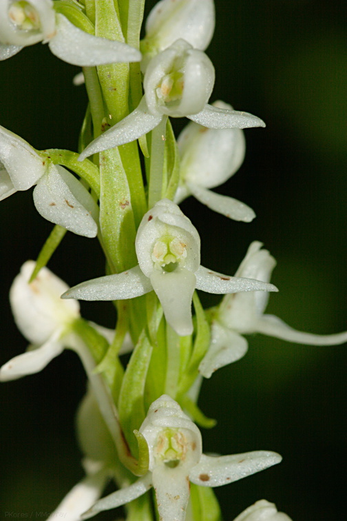 Platanthera-leucostachys-sierra-rein-orchid-Copper-Creek-2008-07-23-CRW 7617
