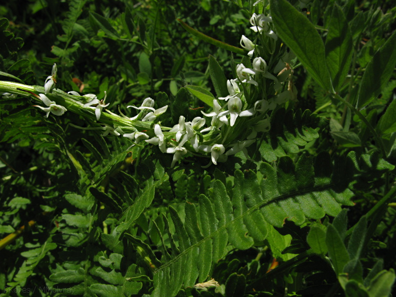 Platanthera-leucostachys-sierra-rein-orchid-Copper-Creek-2008-07-23-IMG_0737.jpg