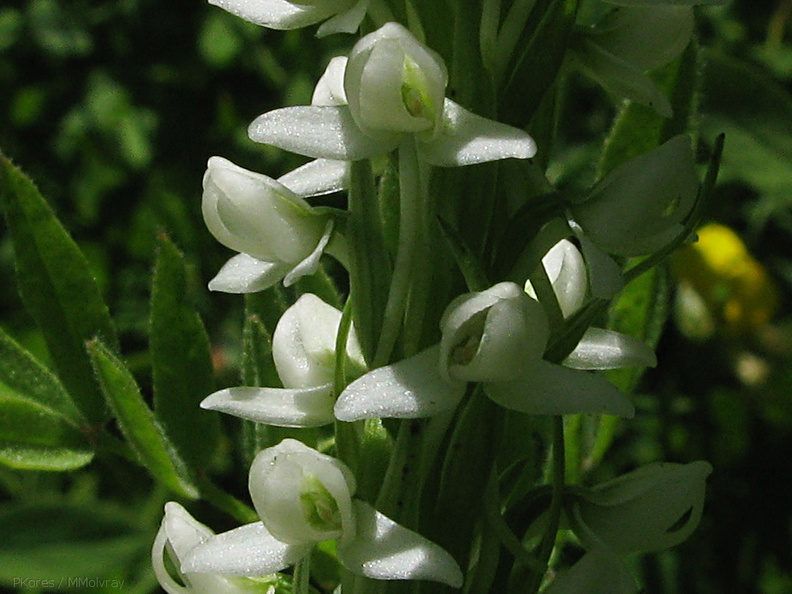 Platanthera-leucostachys-sierra-rein-orchid-Copper-Creek-2008-07-23-IMG_0740-sm.jpg