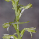 Platanthera-leucostachys-sierra-rein-orchid-Mist-Falls-2008-07-21-CRW 7575