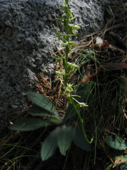 Platanthera-leucostachys-sierra-rein-orchid-Mist-Falls-trail-2008-07-21-img 0546