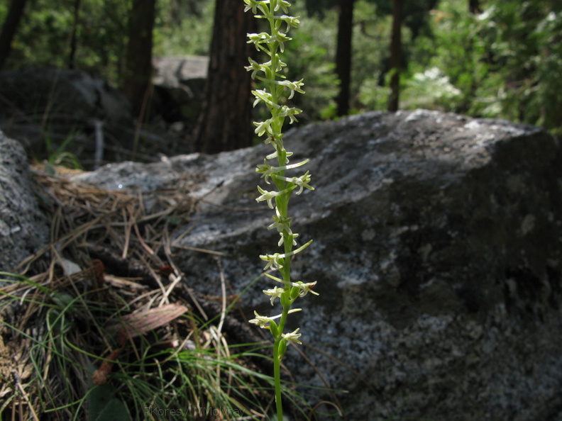 Platanthera-leucostachys-sierra-rein-orchid-Mist-Falls-trail-2008-07-21-img_0549.jpg