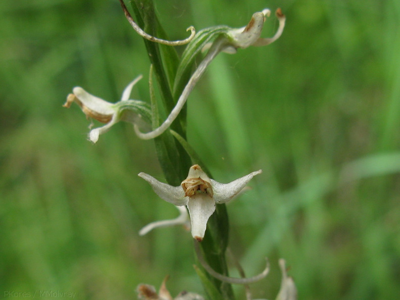 Platanthera-leucostachys-sierra-rein-orchid-Zumwalt-Meadow-2008-07-20-img_0433.jpg