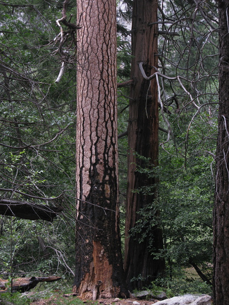 Ponderosa-pine-bark-incense-cedar-bark-Sheep-Creek-2008-07-20-img_0425.jpg