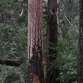 Ponderosa-pine-bark-incense-cedar-bark-Sheep-Creek-2008-07-20-img 0425