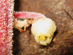 Pterospora-andromedea-pinedrops-Redwood-Canyon-2008-07-24-IMG 0874
