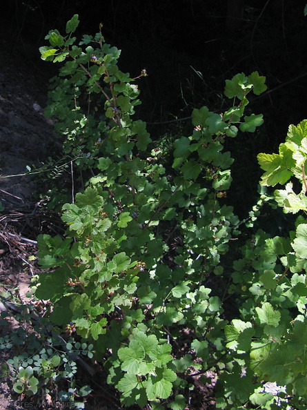 Ribes-sp-gooseberry-Lewis-Creek-2008-07-25-IMG_0951.jpg