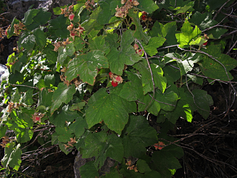 Rubus-parviflorus-western-thimbleberry-nr-Zumwalt-2008-07-22-img_0605.jpg