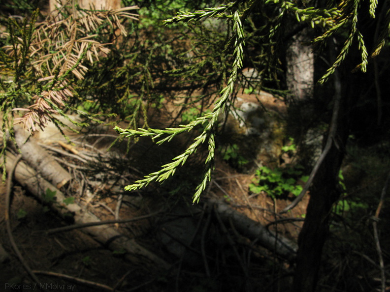 Sequoiadendron-gigantea-needle-detail-Redwood-Canyon-2008-07-24-IMG_0908.jpg