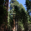 Sequoiadendron-giganteum-Redwood-Canyon-2008-07-24-CRW 7690