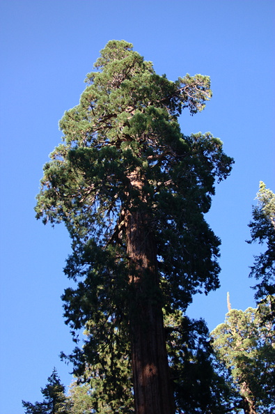 Sequoiadendron-giganteum-Redwood-Canyon-2008-07-24-CRW_7704.jpg
