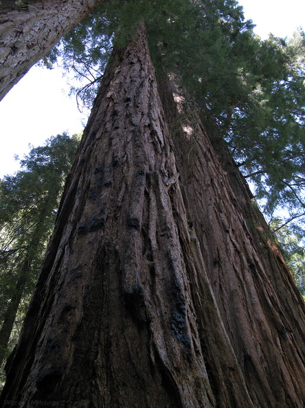 Sequoiadendron-giganteum-Redwood-Canyon-2008-07-24-IMG_0830.jpg