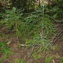 Sequoiadendron-giganteum-redwood-saplings-Redwood-Canyon-2008-07-24-IMG 0831