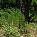 Sequoiadendron-giganteum-redwood-saplings-Redwood-Canyon-2008-07-24-IMG 0839