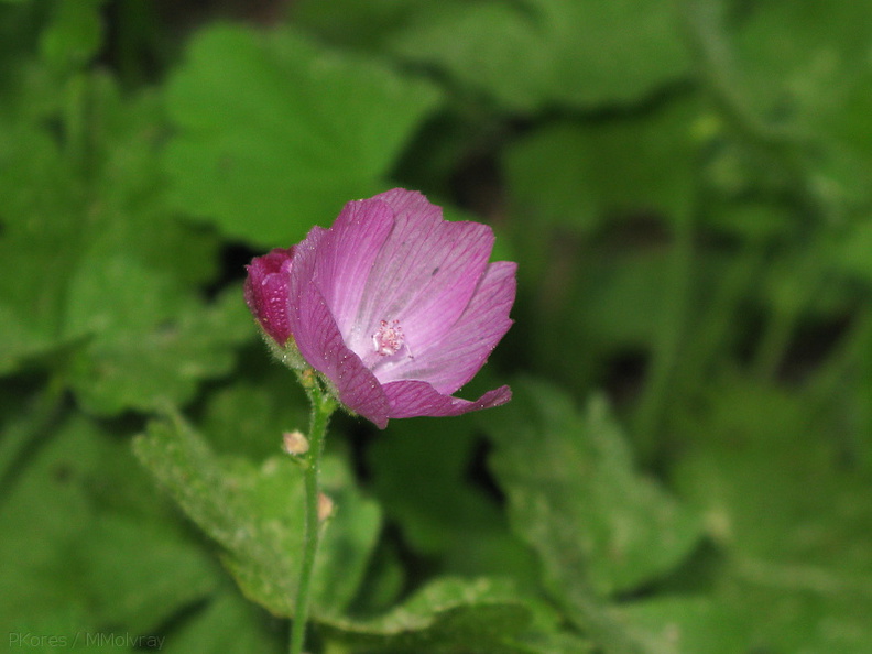 Sidalcea-hirsuta-delicate-purple-flower-Redwood-Canyon-2008-07-24-IMG_0896.jpg