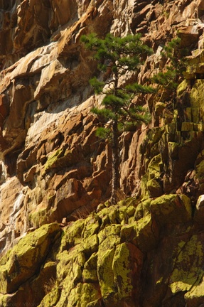 Xanthoparmelia-lichen-and-pine-rock-slopes-nr-Boyden-Cave-2008-07-22-CRW 7607