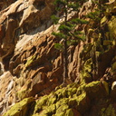 Xanthoparmelia-lichen-and-pine-rock-slopes-nr-Boyden-Cave-2008-07-22-CRW 7607