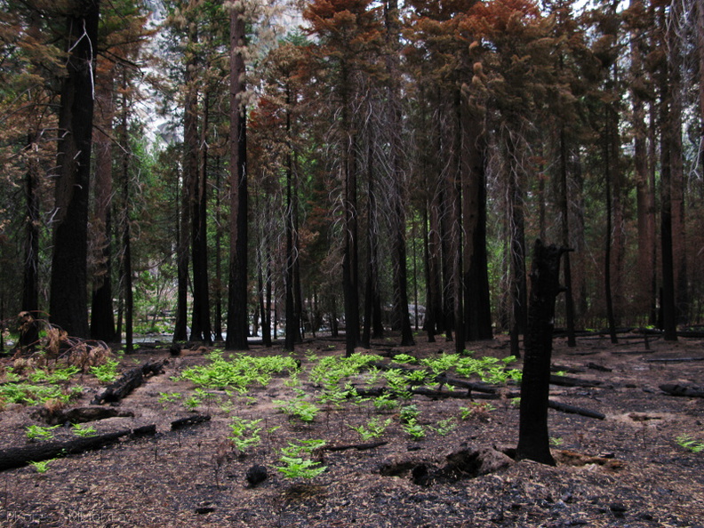 after-fire-ferns-Zumwalt-Meadow-2008-07-20-img_0439.jpg